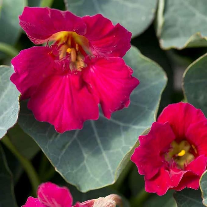 Eden Brothers Nasturtium Seeds - Baby Rose