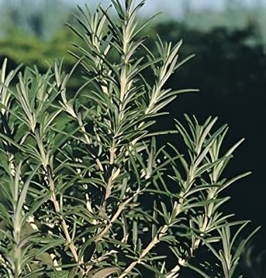 Rosemary Great Garden Herb by Seed Kingdom 50 Seeds