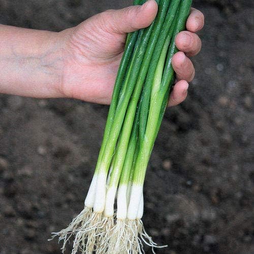 Seeds Bunching Green Onions Scallions 250+ Seeds for Planting Perennial Vegetable Garden Spring Onions Non-GMO