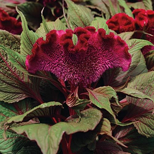 Park Seed Celosia Flower Plant Seeds, Easy to Grow, Perfect for Spring Garden, Crested Dracula, Pack of 10