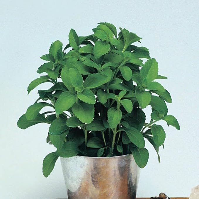 Park Seed Sugarleaf Organic Stevia Seeds - Pack of 100 Seeds, Non-Caloric Sweetener, 20-30 Times Sweeter Than Sugar, Perfect for Health-Conscious Gardeners, Tender Perennial