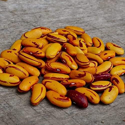 Tiger's Eye Bush Shelling Bean - 50 Seeds - Heirloom & Open-Pollinated Variety, USA-Grown, Non-GMO Vegetable/Dry Bean Seeds for Planting Outdoors in The Home Garden, Thresh Seed Company