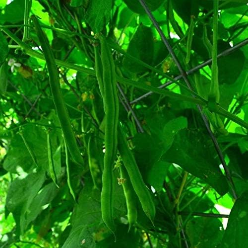 Ideal Market (Black Creaseback) Snap/Green Bean - 25 Seeds - Rare Heirloom Pole Bean Variety, Non-GMO Vegetable Seeds for Planting Outdoors in The Home Garden, Thresh Seed Company