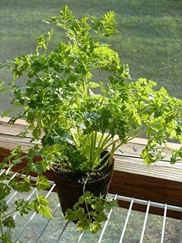 Winter Chervil Seeds - Lacy Leaves with Anise-Parsley Flavor Winter-Hardy (100 - Seeds)
