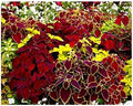 200 Coleus Rainbow Seeds Mix for Planting Multicolor Flowers Seeds Easy to Grow Outdoor Home Garden Flower Seeds Gardening Supplies