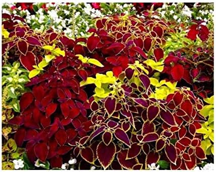 200 Coleus Rainbow Seeds Mix for Planting Multicolor Flowers Seeds Easy to Grow Outdoor Home Garden Flower Seeds Gardening Supplies