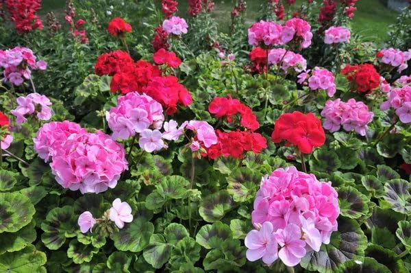 Park Seed Geranium Flowering Plant Seeds, Compact and Weather-Resilient Maverick Mix with Large Rounded Blooms in Assorted Colors, Pack of 10