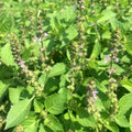 Set 6 Holy Basil Plants, 3-5 Inch Tall Herb Tusil Basil Plant, Live Perennial Herb Plant for Indoors, Outside Garden