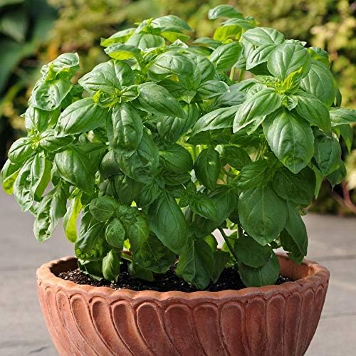 RAISE ME UP: Seeds Sweet Basil Indoor Green Herbs Non GMO Heirloom