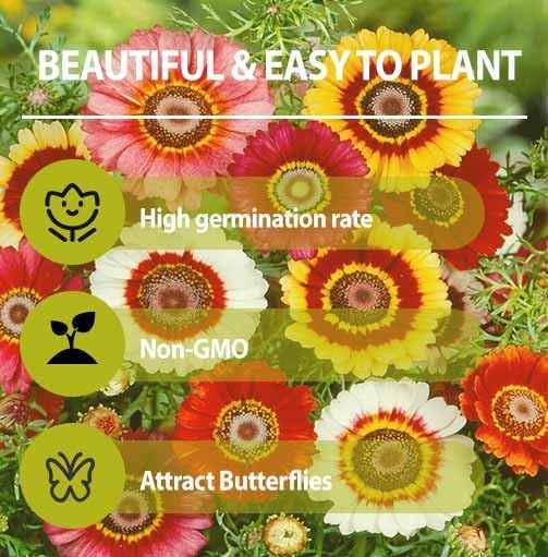 1000+ Perennial Mix Painted Daisy Flower Seeds for Planting-Non GMO & Heirloom Seeds for Home Garden
