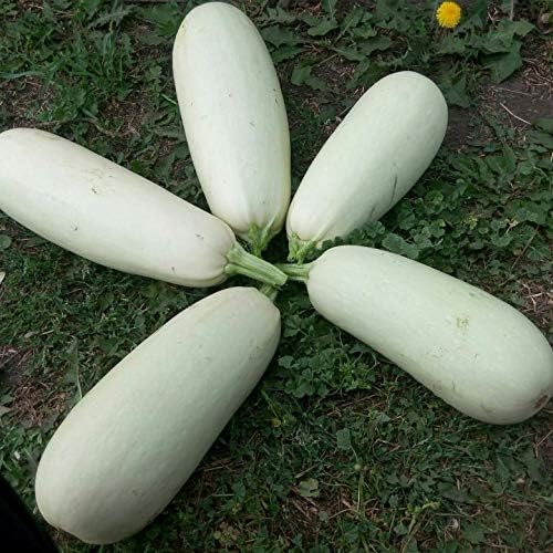 Seeds4planting - Seeds Zucchini Mush Bush White Giant Heirloom Non GMO