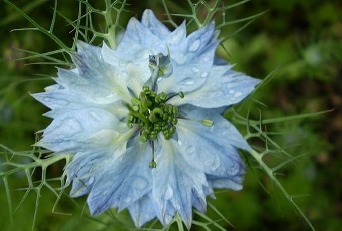 2000 Miss Jekyll Nigella Love in a Mist Flower Seeds Mix