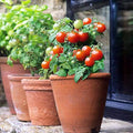 NIKA SEEDS - Seeds Vegetable Indoor Dwarf Tomato Santa Claus - 25 Seeds