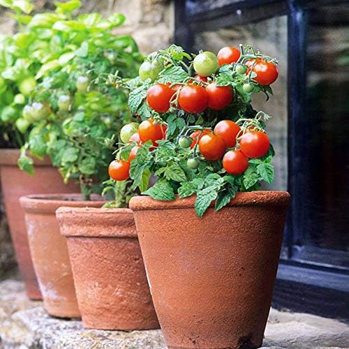 CEMEHA SEEDS - Seeds Indoor Red Dwarf Tomato Determinate Non GMO Vegetable for Planting