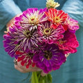 Eden Brothers Zinnia Seeds - Meteor Shower Mix, Non-GMO Seeds for Planting, 1/4 lb | Low-Maintenance Flower Seeds, Plant During Spring, Zones 3, 4, 5, 6, 7, 8, 9, 10