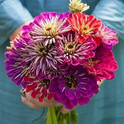 Eden Brothers Zinnia Seeds - Meteor Shower Mix, Non-GMO Seeds for Planting, 1/4 lb | Low-Maintenance Flower Seeds, Plant During Spring, Zones 3, 4, 5, 6, 7, 8, 9, 10