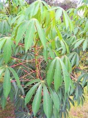 4 Yuca Cassava Manihot Sweet Cuttings, 6 to 8 Inches Cassava for Planting, Cassava Root Plant, Cassava Root for Planting