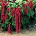 Park Seed Love-Lies-Bleeding Trailing Red Annual Flower Seeds, Pack of 200 Seeds