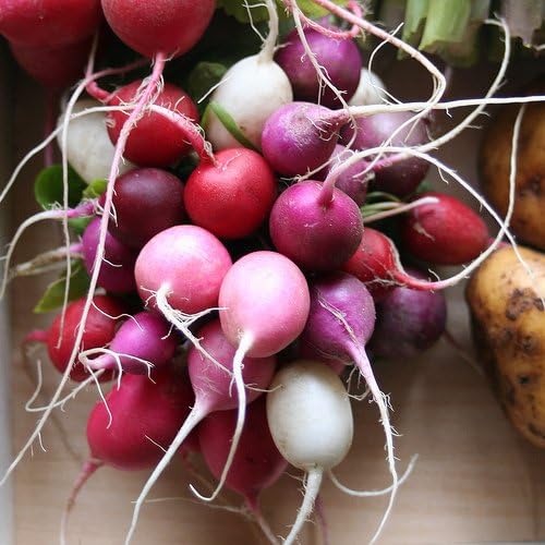 Radish Easter Egg Blend Great Heirloom Vegetable by Seed Kingdom 300 Seeds