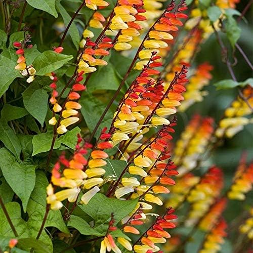 Seeds Firecracker Vine Mina Lobata Quamoclit Annual Flowers