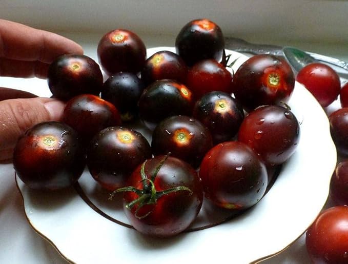 Seeds Black Cherry Tomato - Heirloom Vegetable - GMO Free