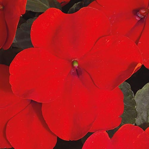 Park Seed Impatiens Flowering Plant Seeds, Shady Lady II Cherry Red Hybrid, Pack of 30 Seeds
