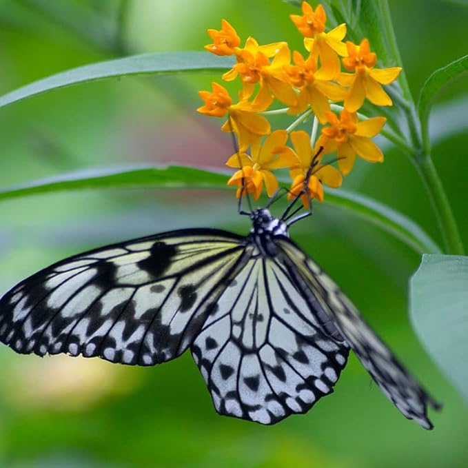 Butterfly Weed Flower - Perennial Garden Flower Root