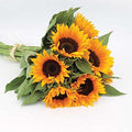 Park Seed Zohar Organic Sunflower Seeds – Pollen-Free Single-Stem Blooms for Cutting Gardens and Three Sisters Planting, Bright Gold 4–6 Inch Flowers, Easy to Grow, Pack of 25