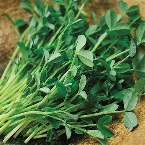Brown Speckled Pea Sprouting Seed, Non GMO - 4 oz - Country Creek Brand - Brown Peas Sprouts, Garden Planting, Cooking, Soup, Emergency Food Storage, Vegetable Gardening, Juicing, Cover Crop