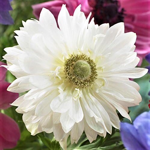 Easy to Grow Anemone Mount Everest 20 Plant Bulbs - Double White Flowers in Spring, Full Sun