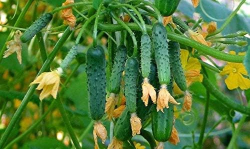 Seeds Cucumber Envy of The Neighbors F1 Pickling Heirloom Vegetable for Planting Non GMO