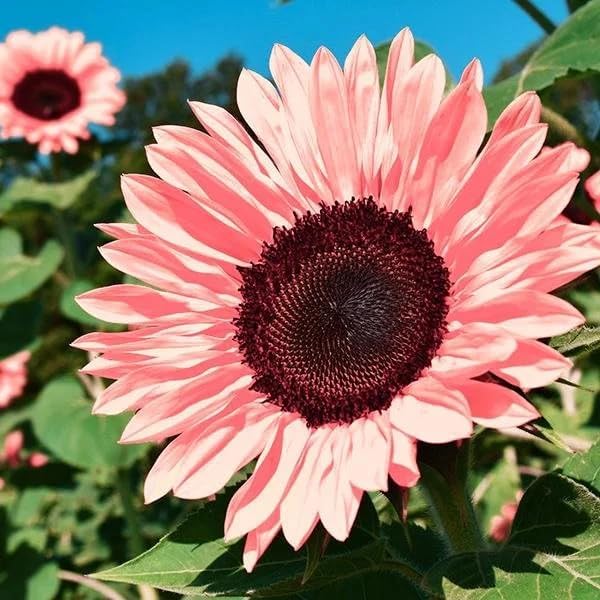 100 Mixed Sunflower Seeds (Helianthus annuus) – Non-GMO Rare Variety with Vibrant Multi-Color Blooms, Drought-Tolerant & Pollinator-Friendly for Outdoor Home Gardens