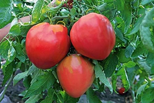 NIKA SEEDS - Seeds Vegetable Red Bulls Heart Beefsteak Tomato - 40 Seeds