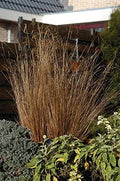 Outsidepride 200 Seeds Perennial Carex Buchananii Red Rooster Ornamental Grass Seed for Planting