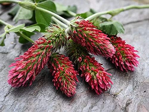 Crimson Clover Seeds for Planting, 1500+ Seeds/Packet, Thick Foliage, Ground Cover & Soil Enhancing-Low Maintenance Flowering Plant, Attracts Pollinators, (Isla's Garden Seeds), Trifolium incarnatum