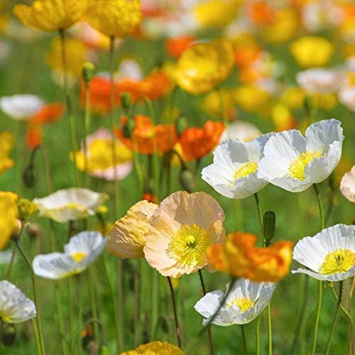Outsidepride Iceland Poppy Seeds for Planting Outdoors - 1/8 Lb. Annual, Drought-Tolerant & Easy to Grow Wildflower Seeds with Vibrant Purple Blooms for Landscaping, & Pollinator Garden