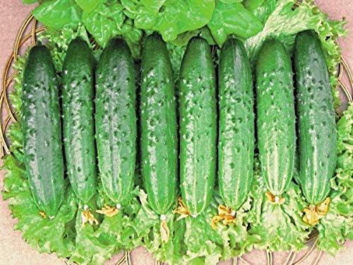 Seeds Indoor Self-pollinated Cucumber Zozula F1 45 Days Long Early Pickling Heirloom Vegetable for Planting Non GMO