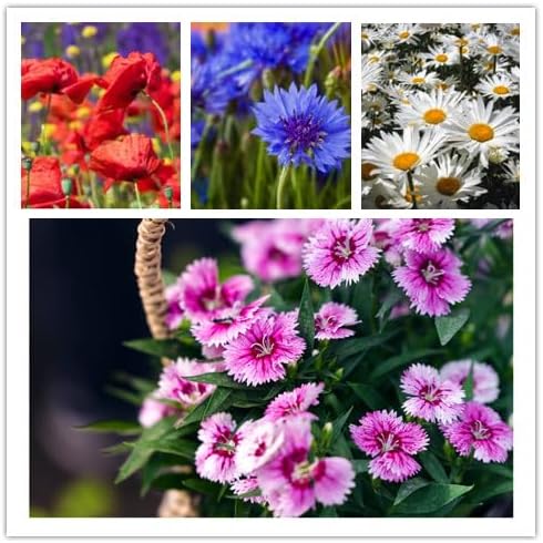 Wildflower Seeds, Perennial Annual Wild Flower Seeds Mixed for Planting (2 Ounces 50000+ Seeds)