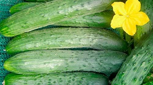Seeds4planting - Seeds Indoor Cucumber April F1 Self-Pollinated 40 Days Pickling Giant Long Vegetable Non GMO