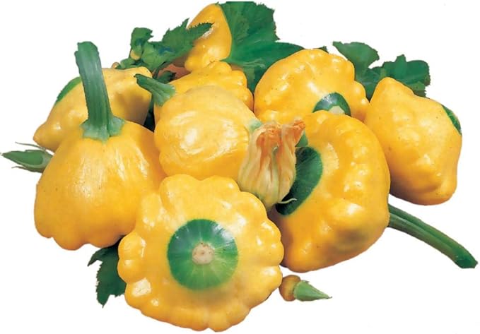 Park Seed Sunburst Hybrid Squash Seeds – Bright Yellow Scalloped Fruits, Mild Buttery Flavor, Perfect for Stuffing or Steaming, High-Yield Compact Plants, Fast 50-Day Harvest, Easy to Grow, Pack of 20