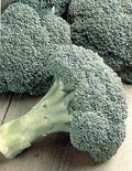 Broccoli Packman F-1 Hybrid Great Vegetable by Seed Kingdom 100 Seeds