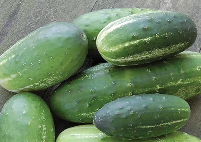50 Organic Parade Cucumber Seeds; Popular Russian Heirloom
