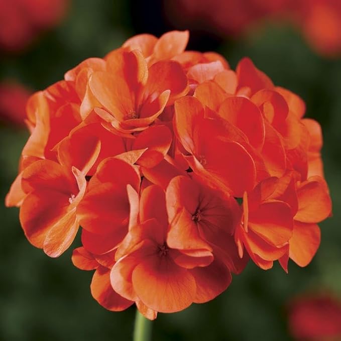 Park Seed Geranium Flowering Plant Seeds, Compact Maverick Orange Variety with Bright Fluorescent Blooms, Heat and Humidity Tolerant, Pack of 10