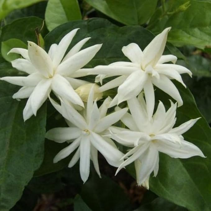 2 Assorted Jasmine Plants 4–8 Inch, Live Fragrant Jasmine Flowering Vine, Sweet Scented Blooms, Easy Care Indoor or Outdoor