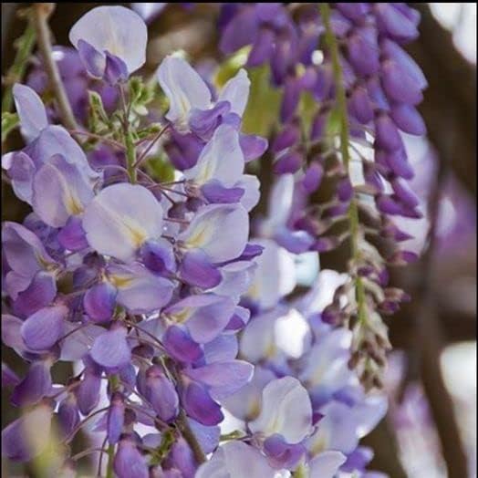 10pcs Japanese Wisteria Floribunda Flower Seeds - Lavender Purple Ornamental Vine Climber