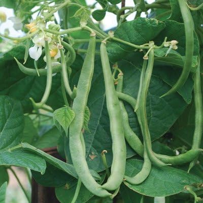 Dirt Goddess Super Seeds ~ Kentucky Wonder Pole Beans (1/2 Lb) Bulk Non GMO