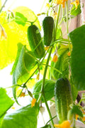 Seeds Indoor Cucumber F1 Seeds for Planting Indoors 10 Seeds Annual Plant