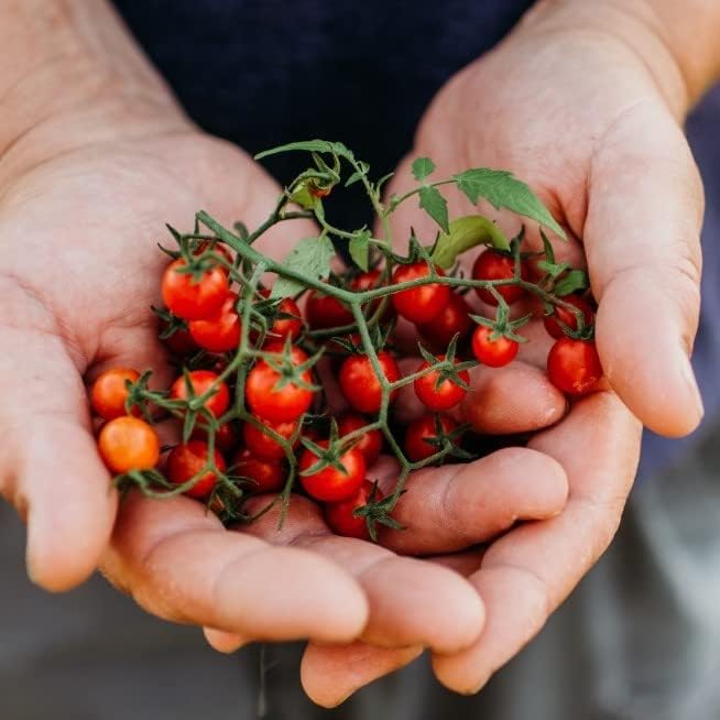 Texas Tiny Tomato - 50 Seeds - Rare Heirloom Cherry Tomato, Non-GMO, Heirloom Mini Tomato Seeds for Planting Outdoors in The Home Garden, Thresh Seed Company