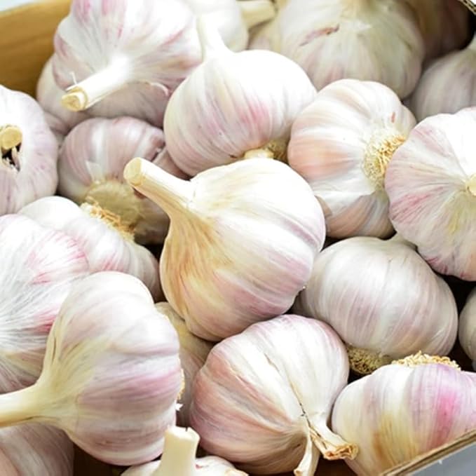 1 Pound White Hardneck Garlic Bulbs for Planting, Fresh High-Yield Hardy Garlic for Garden or Container Growing