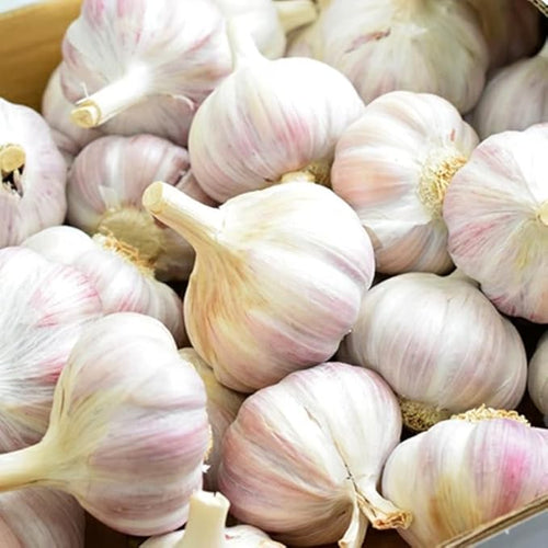 1 Pound White Hardneck Garlic Bulbs for Planting, Fresh High-Yield Hardy Garlic for Garden or Container Growing